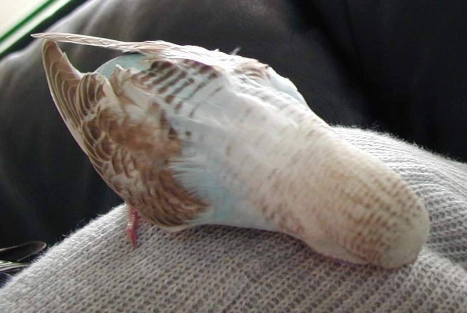 飛彈